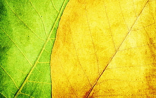 green and yellow leaves HD wallpaper